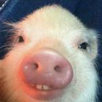 Peppe Profile Picture