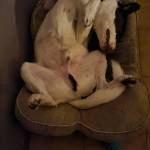 Leoo Poloni Profile Picture