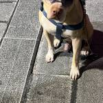 Luca Rossi Profile Picture